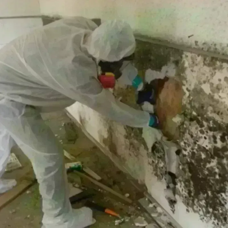 Mold Remediation and Removal in Enfield, NH